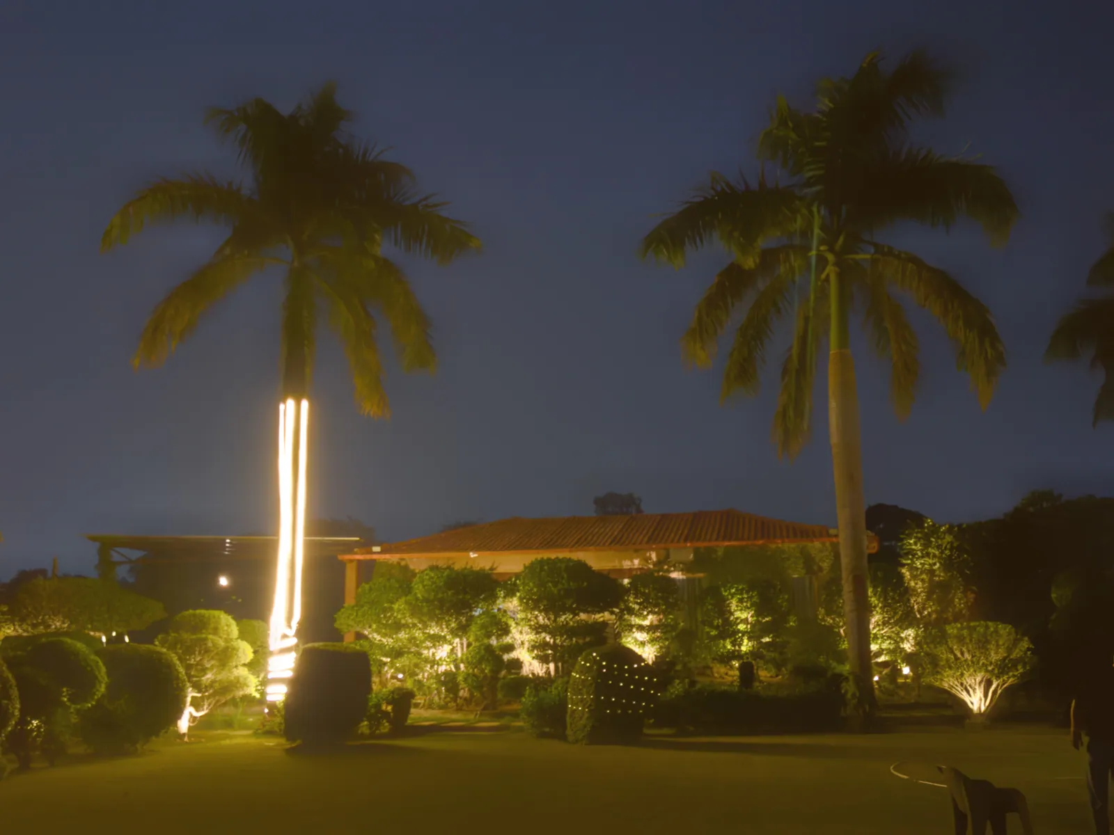 A glowing light strip on a palm trunk beside lit hedges and the farmhouse roof at dusk at Raj Organic Farm