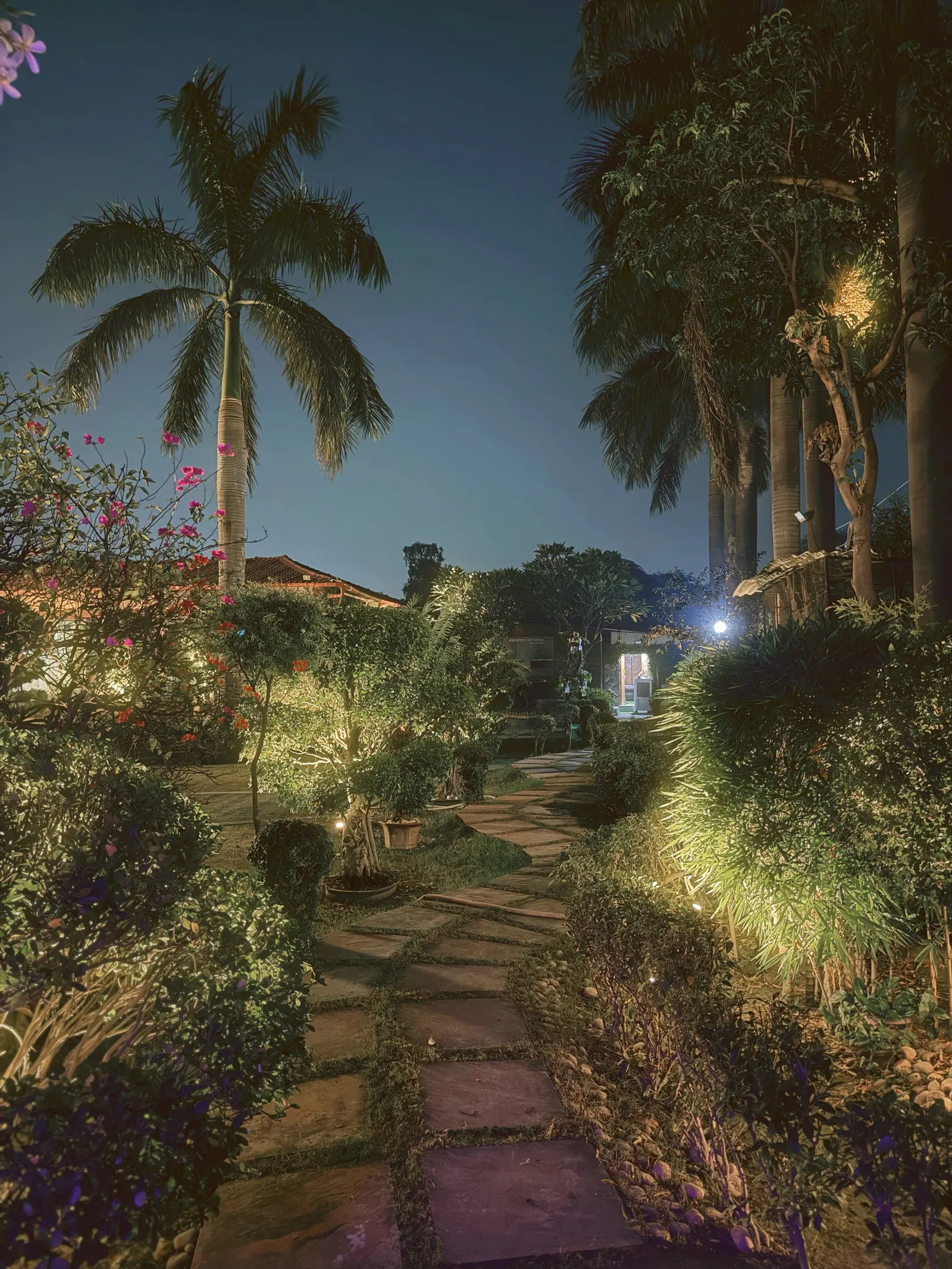 A stone path winding past lit shrubs and tall palms in the garden at dusk at Raj Organic Farm