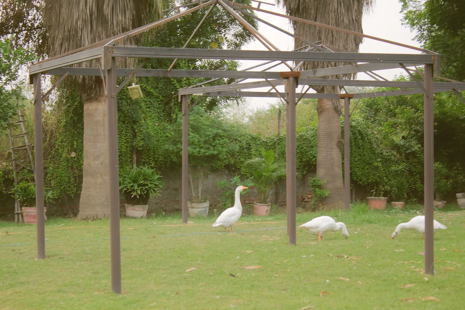 White geese on the green lawn in front of a metal pergola at Raj Organic Farm