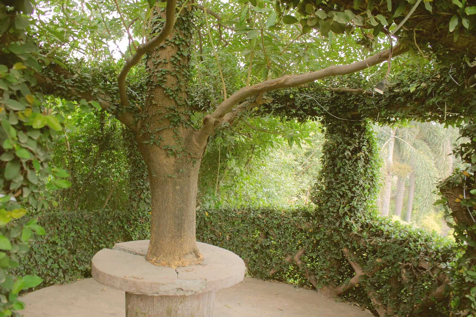 A tree growing through an ivy-covered gazebo with open windows in the garden at Raj Organic Farm
