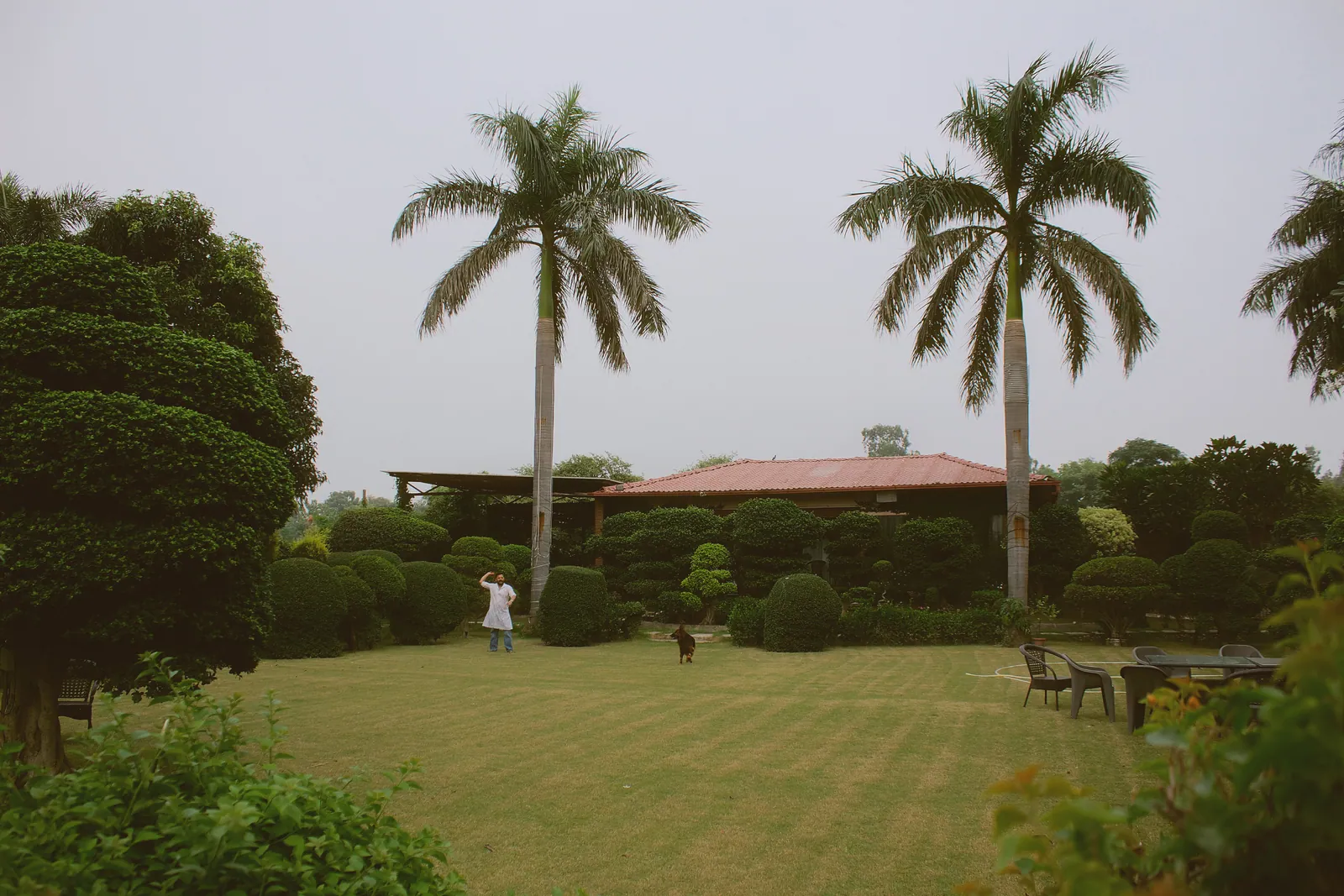 Two tall royal palms and the farmhouse roof beyond the wide lawn at Raj Organic Farm