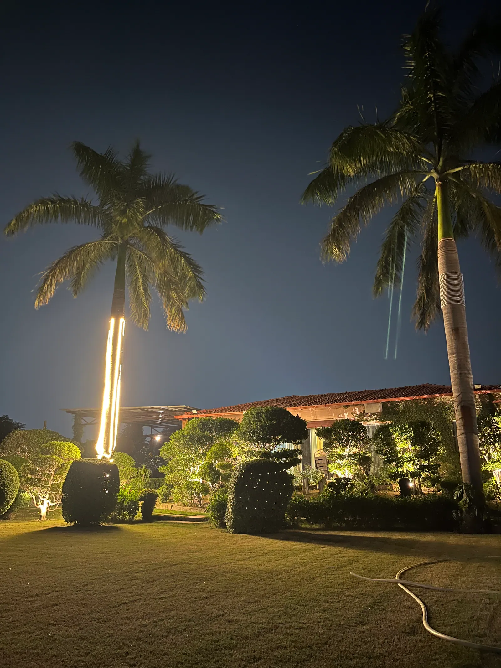 Two royal palms wrapped in glowing light strips under a deep blue night sky at Raj Organic Farm