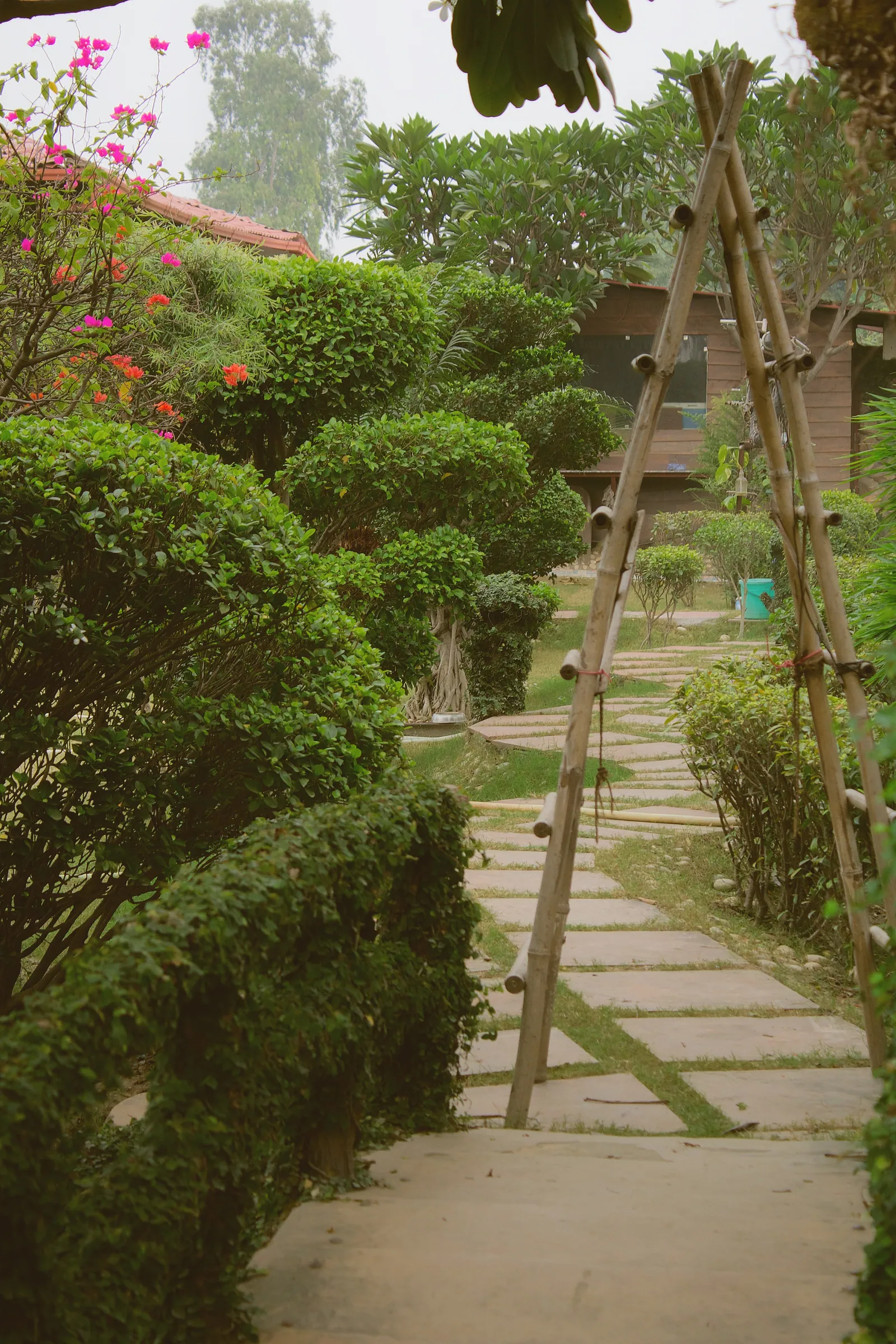 A paved garden path leading past a wooden ladder, flowering plants and clipped hedges at Raj Organic Farm