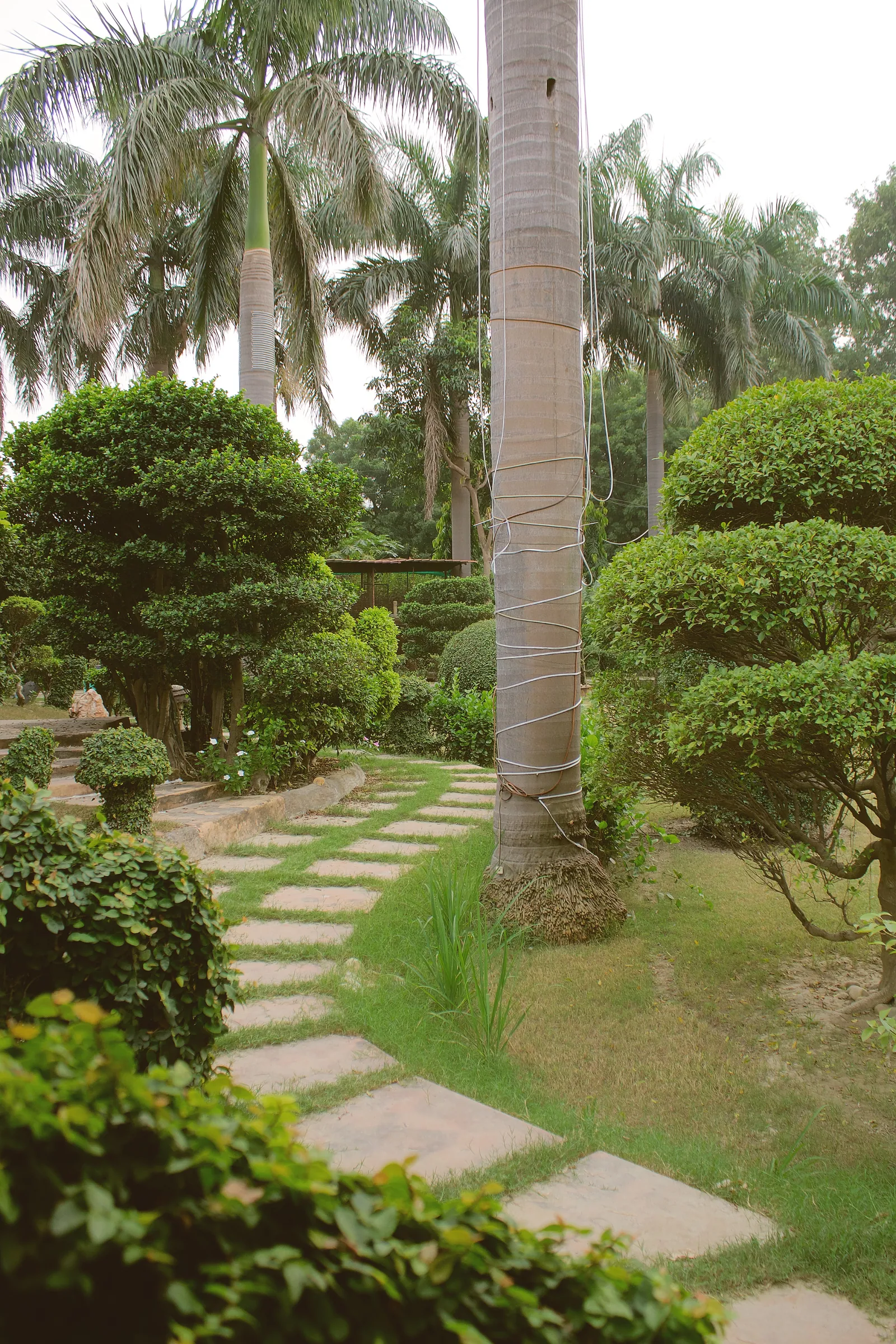 A curving stepping-stone path between clipped shrubs and a tall palm in the garden at Raj Organic Farm